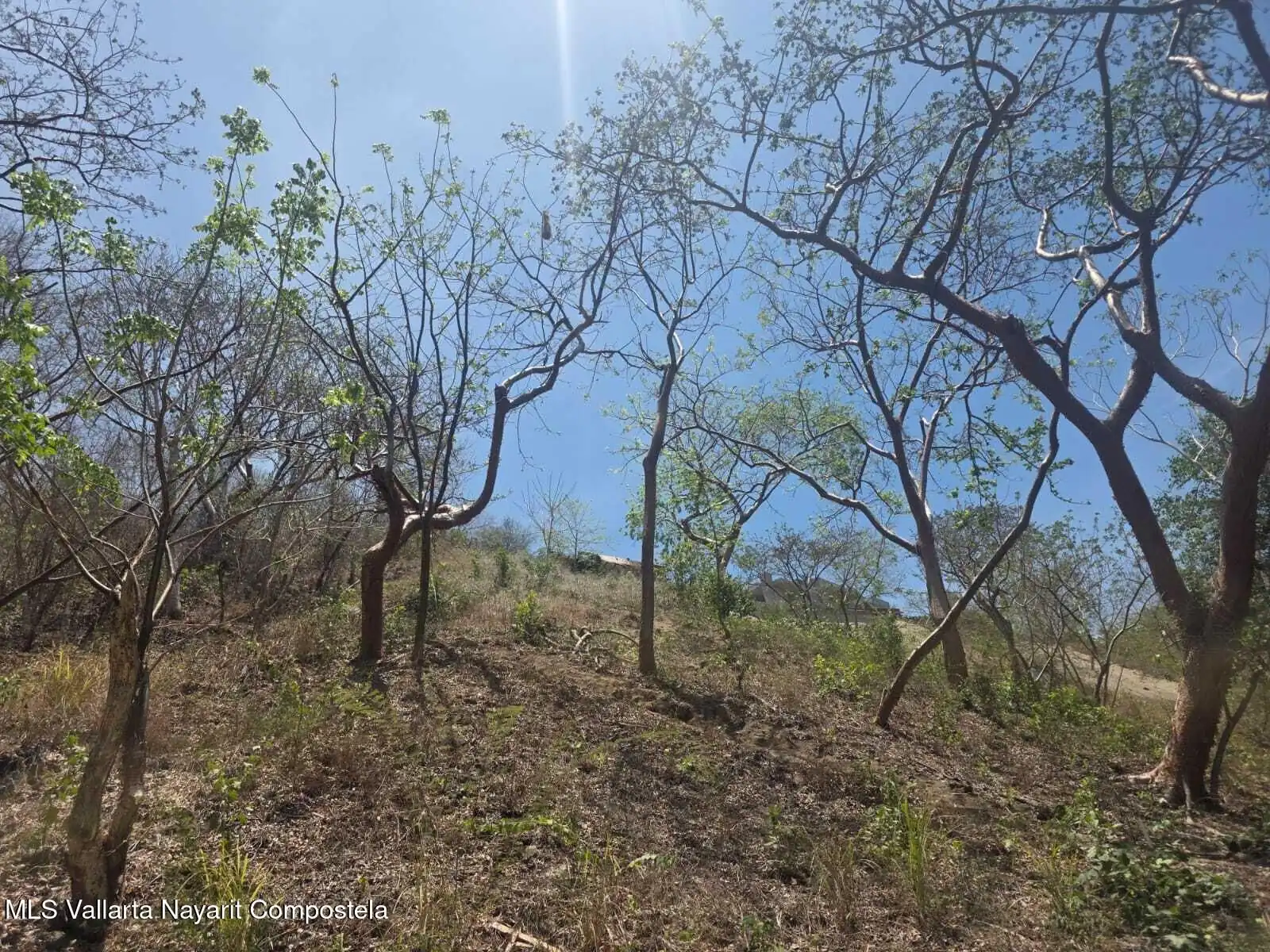 Tall trees and undergrowth on a hillside, in the photos of the lot south of Sayulita.